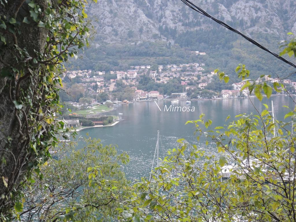 Apartment Mimosa Kotor Cameră foto